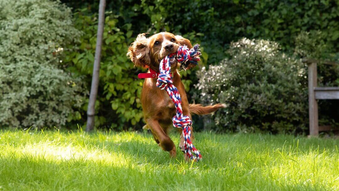 Yard toys store for large dogs